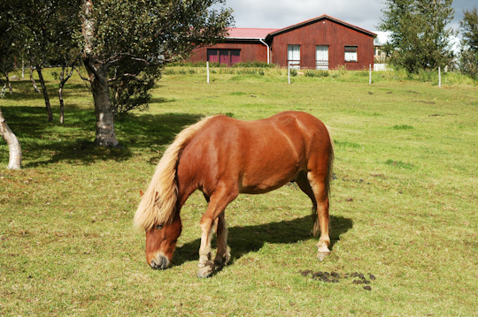アイスランド馬