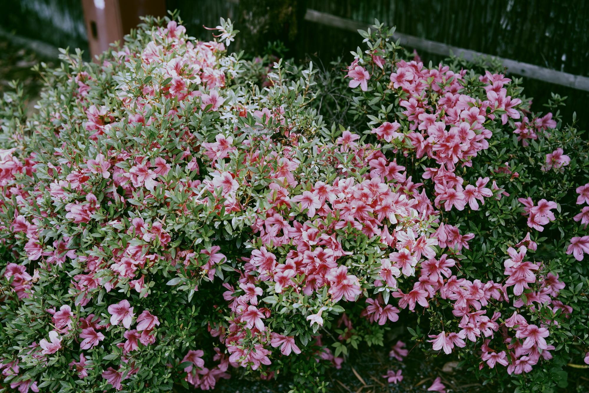 20230601-DSC05335